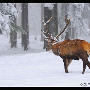 Rothirsch2 (600 x 399)