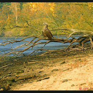 Seeadler (600 x 399)