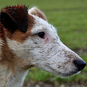 Frizzy Portrait