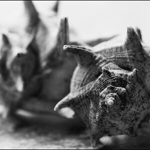 Neg2010 098