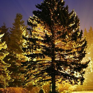 Der Baum