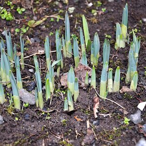 Daffodils