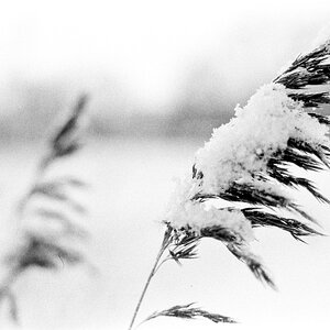 Gras 4