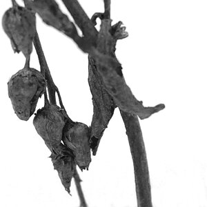 DSC 0095