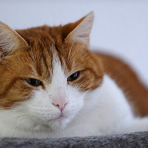DSC 8664 DxO raw