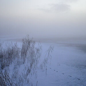 Nebel im Moor