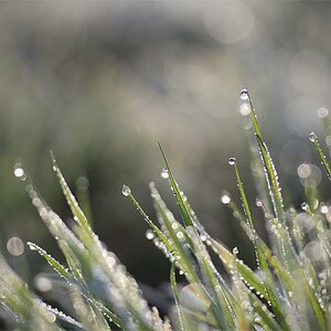 Gras