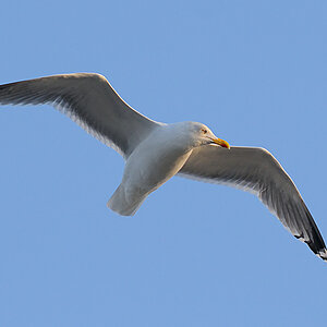 Möve im Flug (2) Sigma DG OS HSM 5-6.3/150-500 mm, ISO 800, 220mm, F/6.3, 1/1250sec, D300