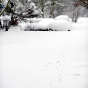DSC 8662 DxO raw