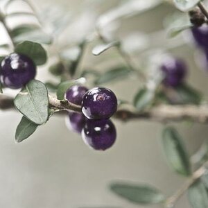 beeren