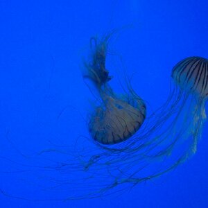 Quallen im Aquarium von La Rochelle