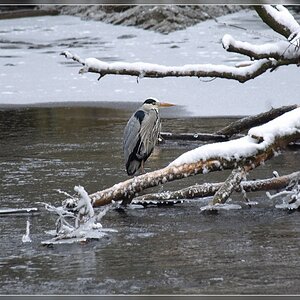 Graureiher im Winter 1