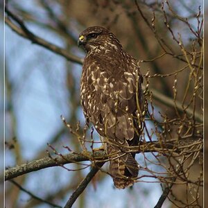 Bussard