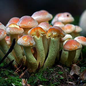 pilze