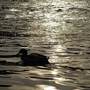 Ente