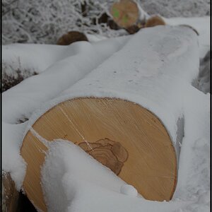 Winter im Wald