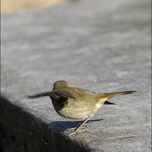 Rotkehlchen D2X 1507 1a

· http://www.nikon-fotografie.de/vbulletin/showpost.php?p=1218078&postcount=1803