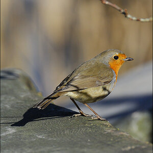 Rotkehlchen D2X 1508 1a

· http://www.nikon-fotografie.de/vbulletin/showpost.php?p=1218078&postcount=1803