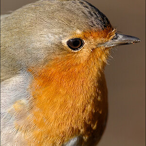 Rotkehlchen D2X 1497 1a

· http://www.nikon-fotografie.de/vbulletin/showpost.php?p=1218078&postcount=1803
· http://www.nikon-fotografie.de/vbulletin/s
