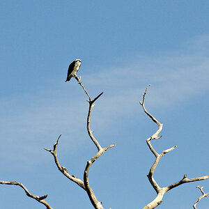 KP 20100117 D305877 0315