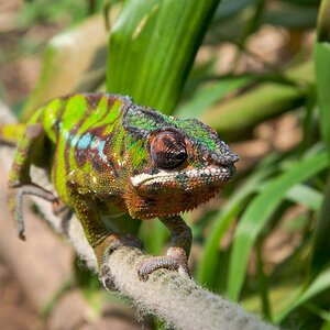 Chameleon im Zoo Zürich