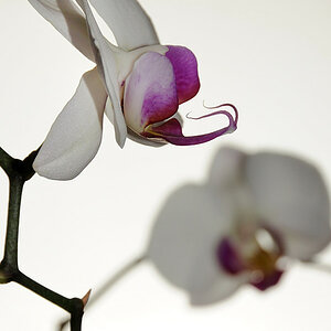 Orchidee klein 3627