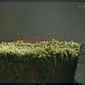 Antennen die sich dem Licht entgegenstrecken auf einem Moosbett. Das ganze auf einem Zaunpfahl