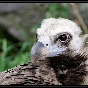 Adler