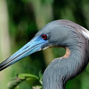 Graureiher in St. Augustine, Florida