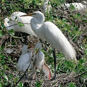 Reiher mit Kids in St. Augustine, Florida