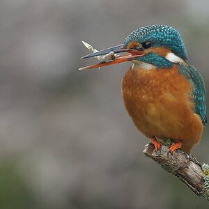 aaacompcnxEisvogel 307