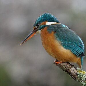 aaacompcnxEisvogel 338