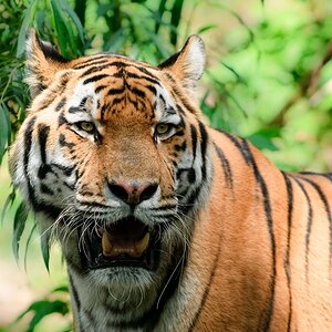 Tiger im Tiergarten Nürnberg