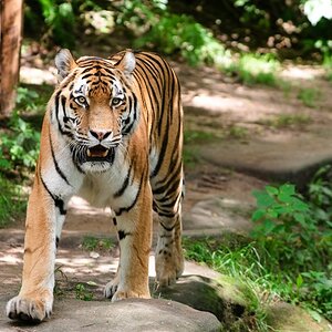 Tiger im Tiergarten Nürnberg