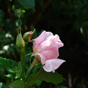 test nikon 034a