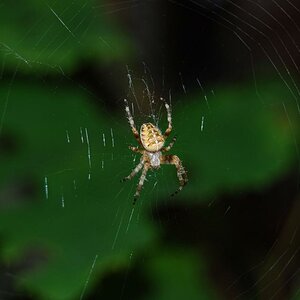 test 161a