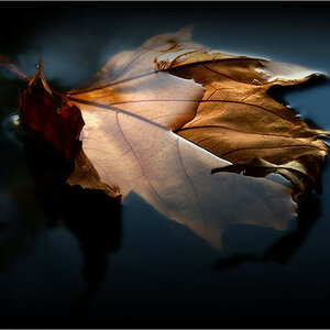 Bild Nr 11367