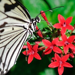 Schmetterling