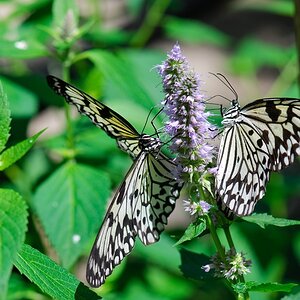 Schmetterlinge