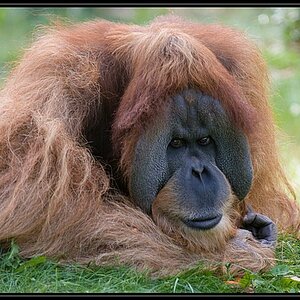 Orang Utan