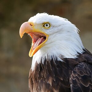 Weisskopfseeadler
