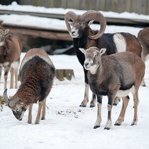 Wildpark Höllohe, D700 mit Sigma 150-500 OS