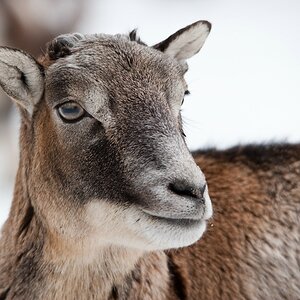 Wildpark Höllohe, D700 mit Sigma 150-500 OS