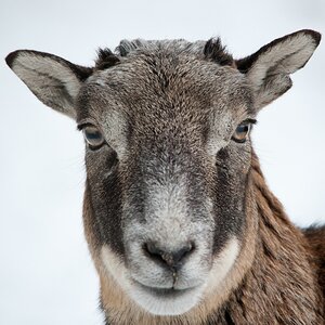 Wildpark Höllohe, D700 mit Sigma 150-500 OS