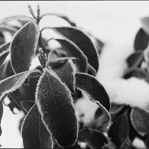 Rodinal Repro