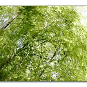 ww walddrehung