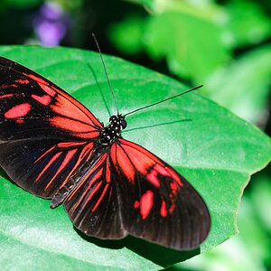 Schmetterling