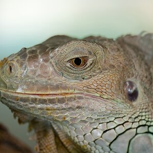 Reptilienzoo Obertraubling