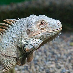 Reptilienzoo Obertraubling