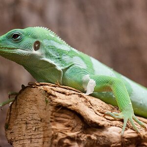Reptilienzoo Obertraubling